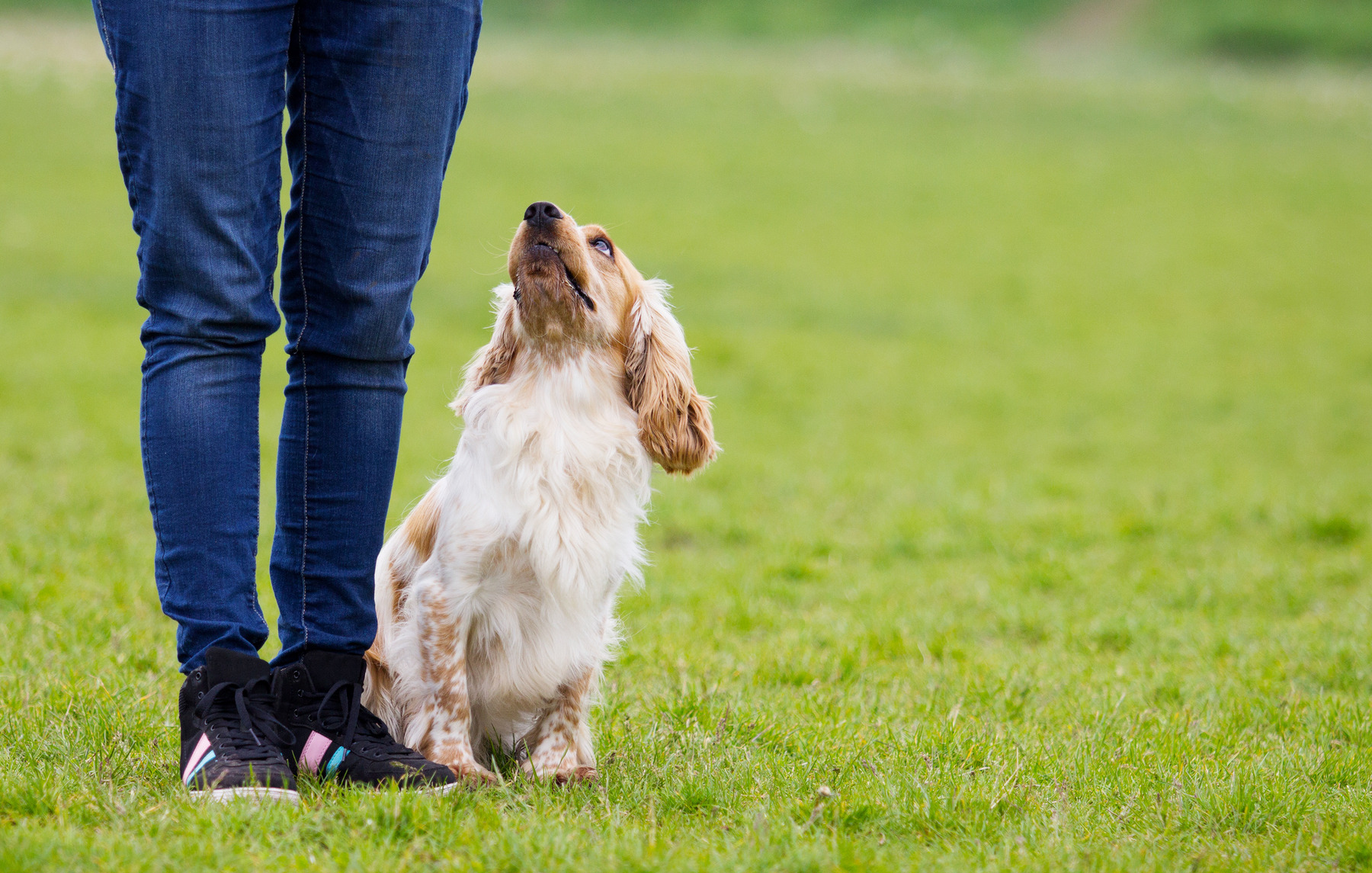 Happy dog sitting on a green lawn